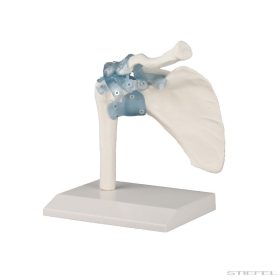 Vállízület szalagokkal