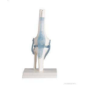 Térdízület szalagokkal