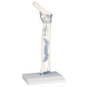 Könyökizület szalagokkal