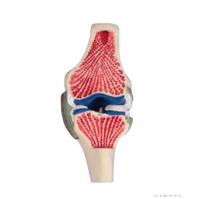 Térd modell, hosszmetszeti