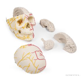 Koponya modell agyvelővel, neurovaszkuláris