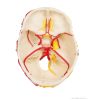 Koponya modell agyvelővel, neurovaszkuláris