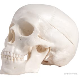 Koponya modell (miniatűr), 3 részes
