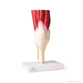 Térdízület, életnagyságú, izmokkal