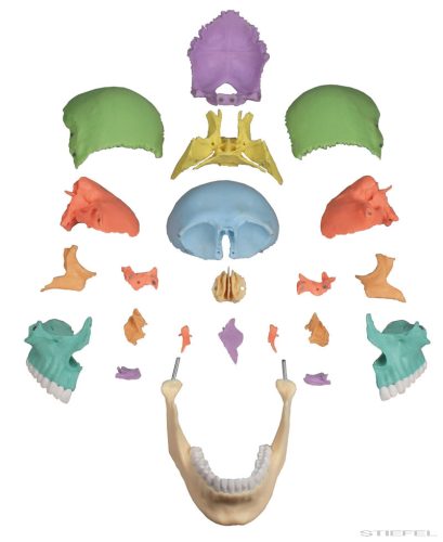 Koponya modell, 22 részes, didaktikai változat - EZ kiterjesztett valóság