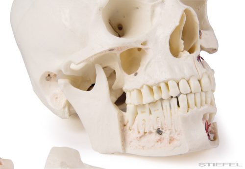 Koponya modell (deluxe), felnőtt, haladó tanulmányokhoz, 14 részes