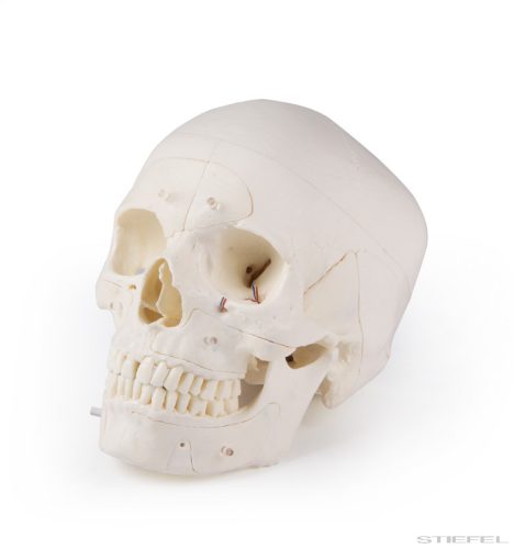 Koponya modell (deluxe), felnőtt, haladó tanulmányokhoz, 14 részes