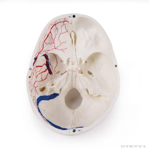 Koponya modell (deluxe), felnőtt, haladó tanulmányokhoz, 14 részes