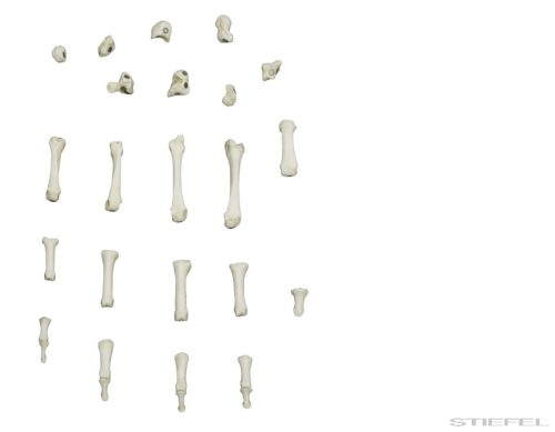 Kéz csontváz, szétszerelhető, mágneses