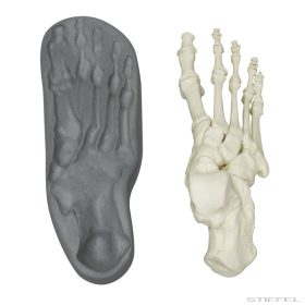 Lábfej csontváz, szétszerelhető, mágneses