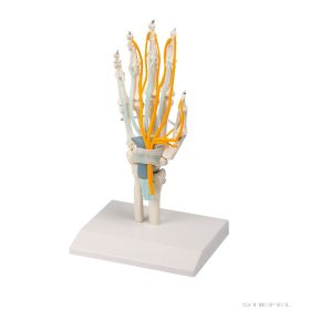 Kéz inakkal, idegekkel és kéztőalagúttal