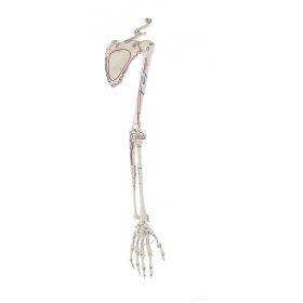 Kar csontváz vállövvel és izmok jelölésével