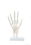 Kéz csontváz modell