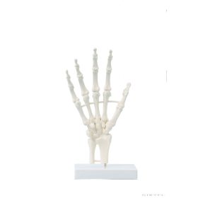 Kéz csontváz modell