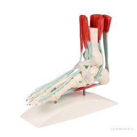 Lábfej csontváz, szalagokkal