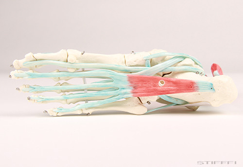 Lábfej csontváz, szalagokkal