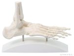 Lábfej csontváz modell