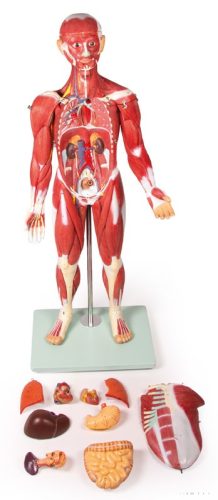 Egész alakos vázizomrendszer anatómiai modell, 30 részes, 85 cm