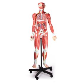   Egész alakos vázizomrendszer anatómiai modell, 30 részes, 135 cm