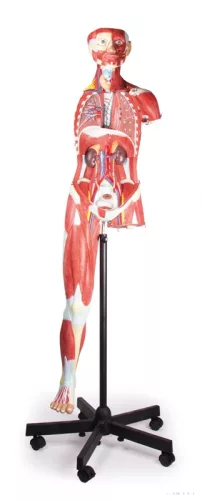 Egész alakos vázizomrendszer anatómiai modell, 30 részes, 135 cm