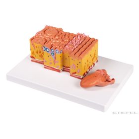 Nyelv és nyelvszövet