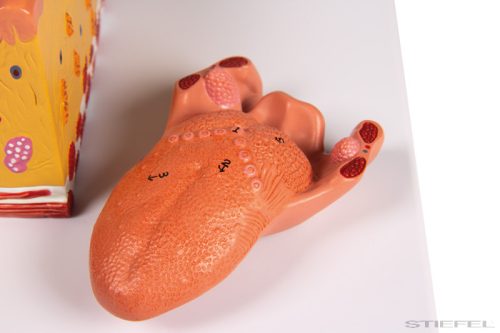 Nyelv és nyelvszövet