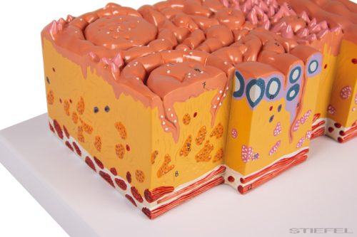 Nyelv és nyelvszövet