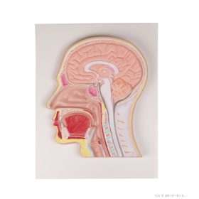 Fej medián metszet, domborműves modell