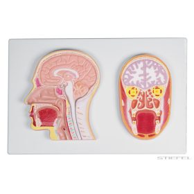 A fej közép- és frontális keresztmetszete