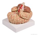 Emberi agy modell artériákkal, 9 részes