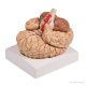 Emberi agy modell artériákkal, 8 részes