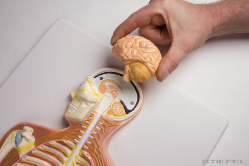 Idegrendszer, kicsinyített