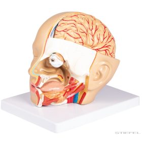 Fej modell, 4 részes - EZ kiterjesztett valóság