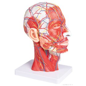 Fej (fél), életnagyságú