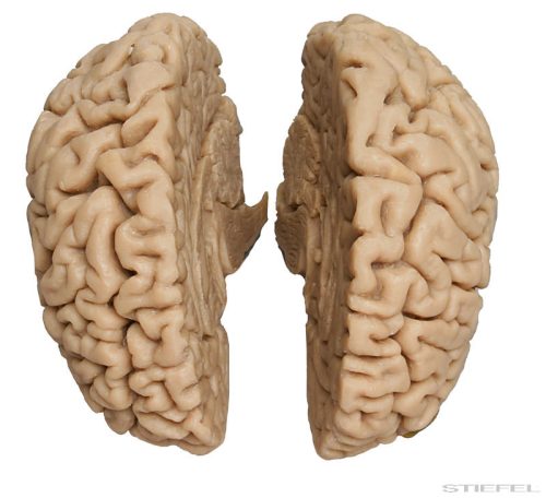 Emberi agy (férfi), élethű reprodukció