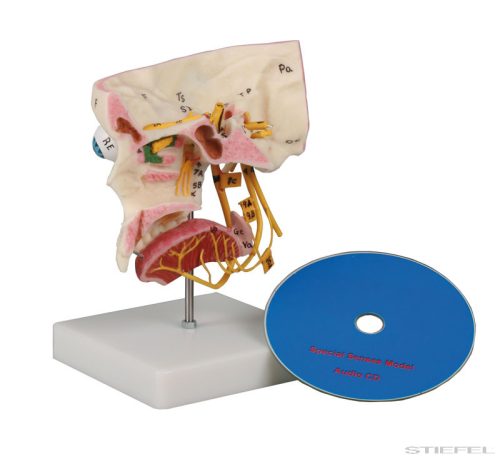 Érzékszervek és beidegződésük