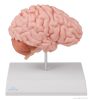  Anatómiai agymodell, fél - EZ kiterjesztett valóság