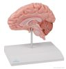  Anatómiai agymodell, fél - EZ kiterjesztett valóság