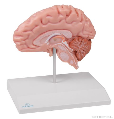 Anatómiai agymodell, fél - EZ kiterjesztett valóság