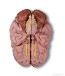    Anatómiai agymodell, 5 részes - EZ kiterjesztett valóság