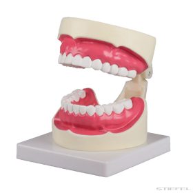Szájhigiénés modell, másfélszeres nagyítású