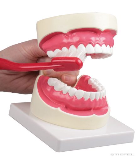 Szájhigiénés modell, másfélszeres nagyítású