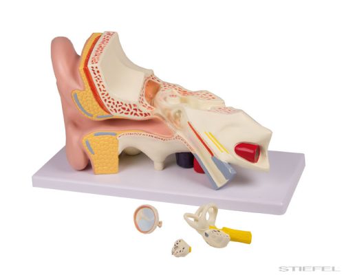 Fül modell, 4 részes - EZ kiterjesztett valóság