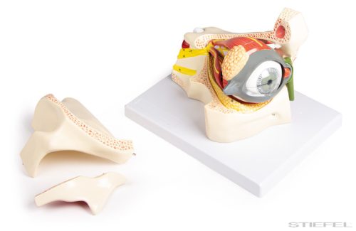 Szem modell szemhéjjal, 13 részes