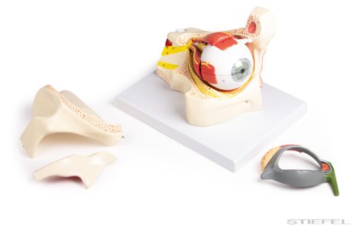 Szem modell szemhéjjal, 13 részes