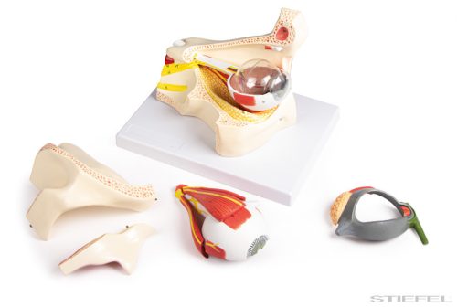 Szem modell szemhéjjal, 13 részes