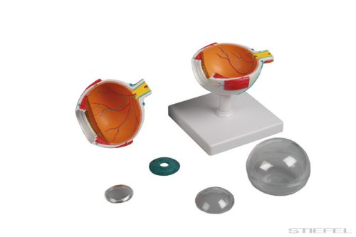 Szem modell, 6 részes - EZ kiterjesztett valóság