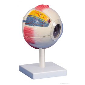 Szem modell, 6 részes