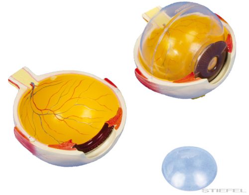 Szem modell, 6 részes