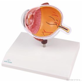 Szem modell, keresztmetszet - EZ kiterjesztett valóság